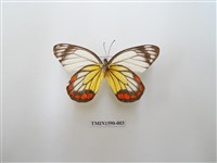 藏品(白豔粉蝶)的圖片